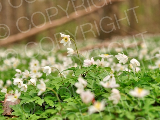 Anemone nemorosa (Buschwindröschen)