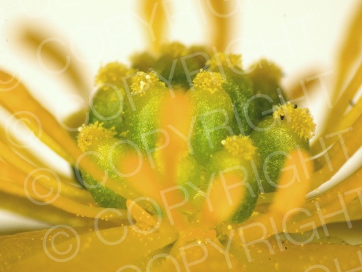 Ficaria verna (Scharbockskraut)