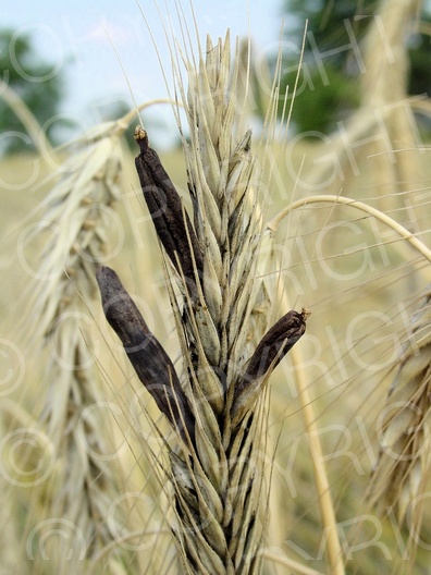 Claviceps purpurea (Mutterkornpilz)