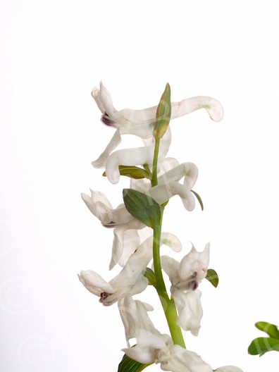 Corydalis cava (Hohle Lerchensporn)