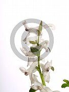 Corydalis cava (Hohle Lerchensporn)
