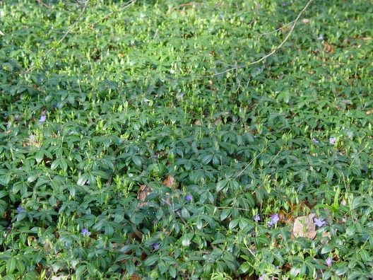 Vinca minor (Kleine Immergrün)