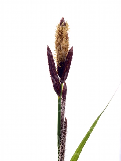 Carex flacca (Blaugrüne Segge) 