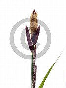 Carex flacca (Blaugrüne Segge) 