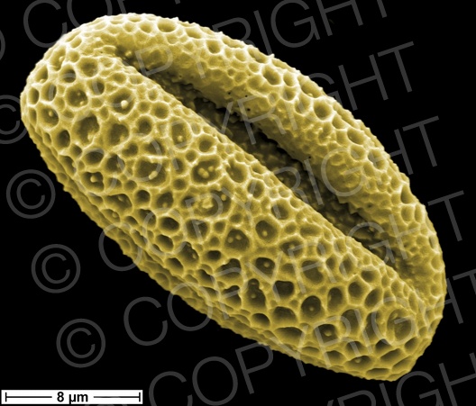 Salix alba (Silber-Weide) Salix alba (Silber-Weide)