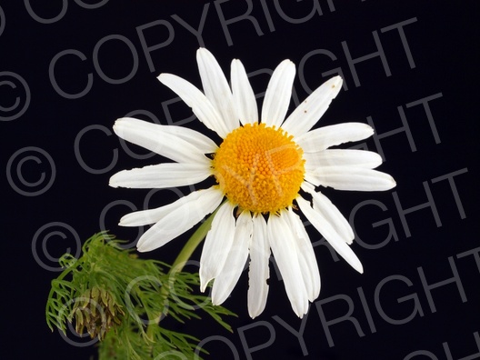 Matricaria recutita (Echte Kamille) Matricaria recutita (Echte Kamille)