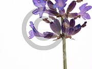 Lavandula angustifolia (Echte Lavendel)