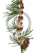 Larix decidua (Europäische Lärche)