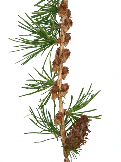 Larix decidua (Europäische Lärche)