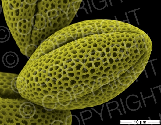 Brassica napus (Raps)