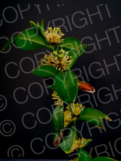 Buxus sempervirens (Gewöhnliche Buchsbaum)