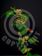 Buxus sempervirens (Gewöhnliche Buchsbaum)