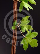 Acer campestre (Feld Ahorn)