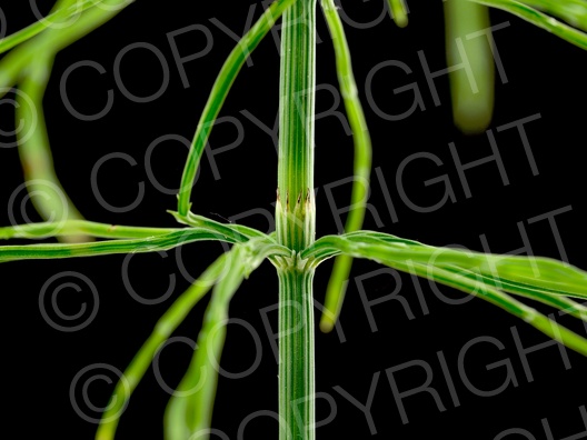 Equisetum arvense (Acker Schachtelhalm)