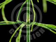 Equisetum arvense (Acker Schachtelhalm)