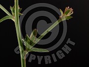 Cichorium intybus (Gewöhnliche Wegwarte)