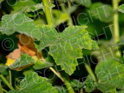 Althaea officinalis (Echte Eibisch)