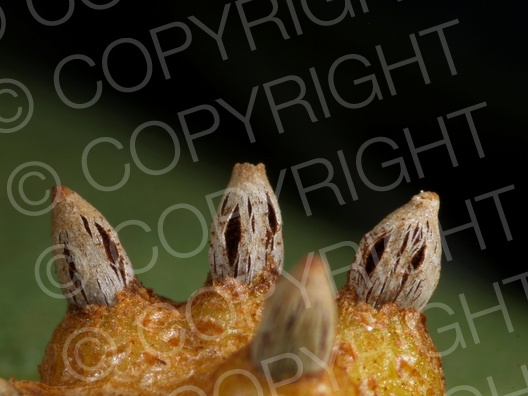 Gymnosporangium fuscum (Birnengitterrost)