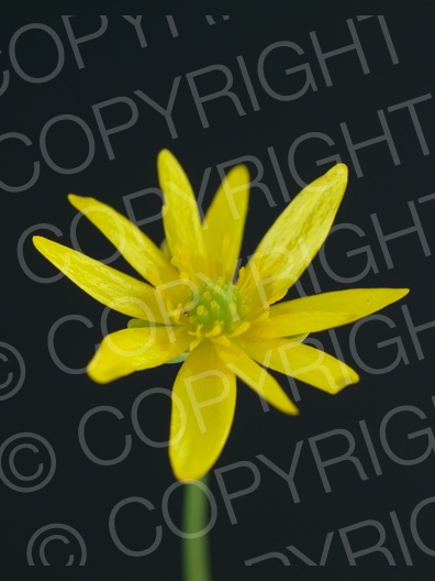 Ficaria verna (Scharbockskraut)