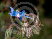 Borago officinalis (Borretsch)