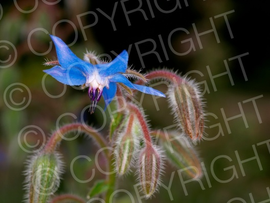 Borago officinalis (Borretsch)