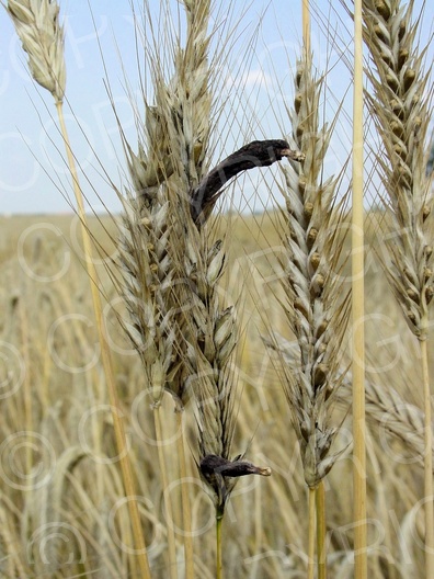 Claviceps purpurea (Mutterkornpilz)
