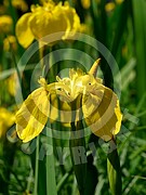 Iris pseudacorus (Sumpf-Schwertlilie)