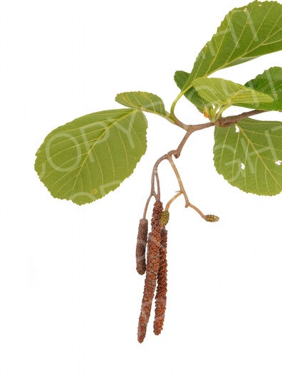 Alnus glutinosa (Schwarz-Erle) Alnus glutinosa (Schwarz-Erle)