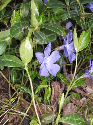 Vinca minor (Kleine Immergrün)