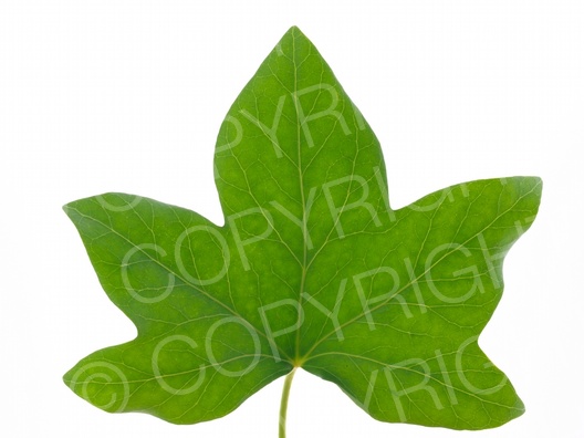 Hedera helix (Gemeiner Efeu) Hedera helix (Gemeiner Efeu)