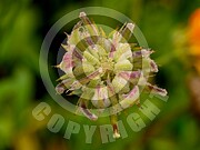 Calendula officinalis (Ringelblume)