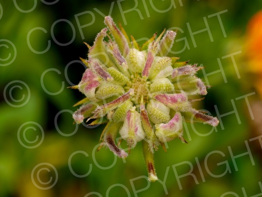 Calendula officinalis (Ringelblume)