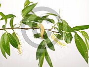 Salix alba (Silber-Weide)