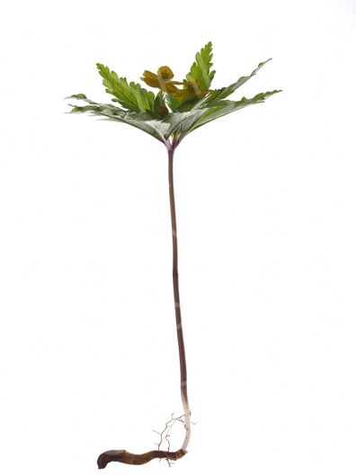 Anemone ranunculoides (Gelbe Windröschen)