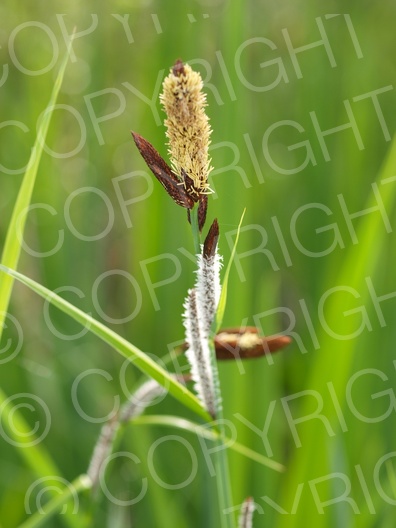 Carex flacca (Blaugrüne Segge) 