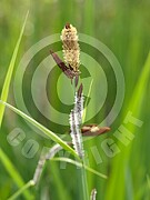 Carex flacca (Blaugrüne Segge) 