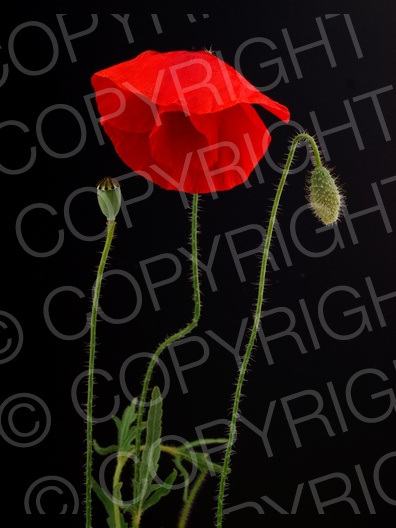 Papaver rhoeas (Klatschmohn)