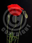 Papaver rhoeas (Klatschmohn)