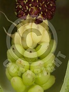 Arum maculatum (Gefleckter Aronstab)