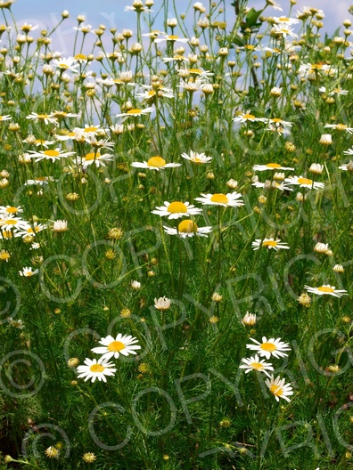 Matricaria recutita (Echte Kamille) Matricaria recutita (Echte Kamille)