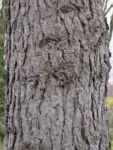 Larix decidua (Europäische Lärche)