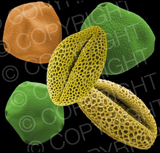 Pollen Collage
