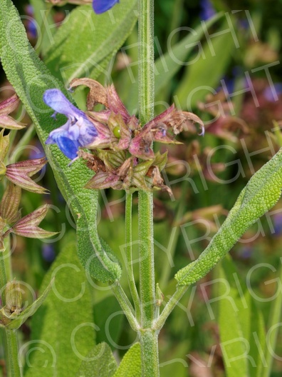 Salvia officinalis (Echte Salbei)